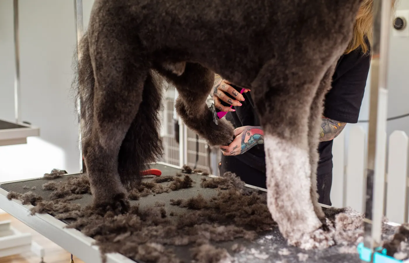 A curly-coated dog standing on a grooming table covered in clipped fur while a groomer works on one of its legs with shears