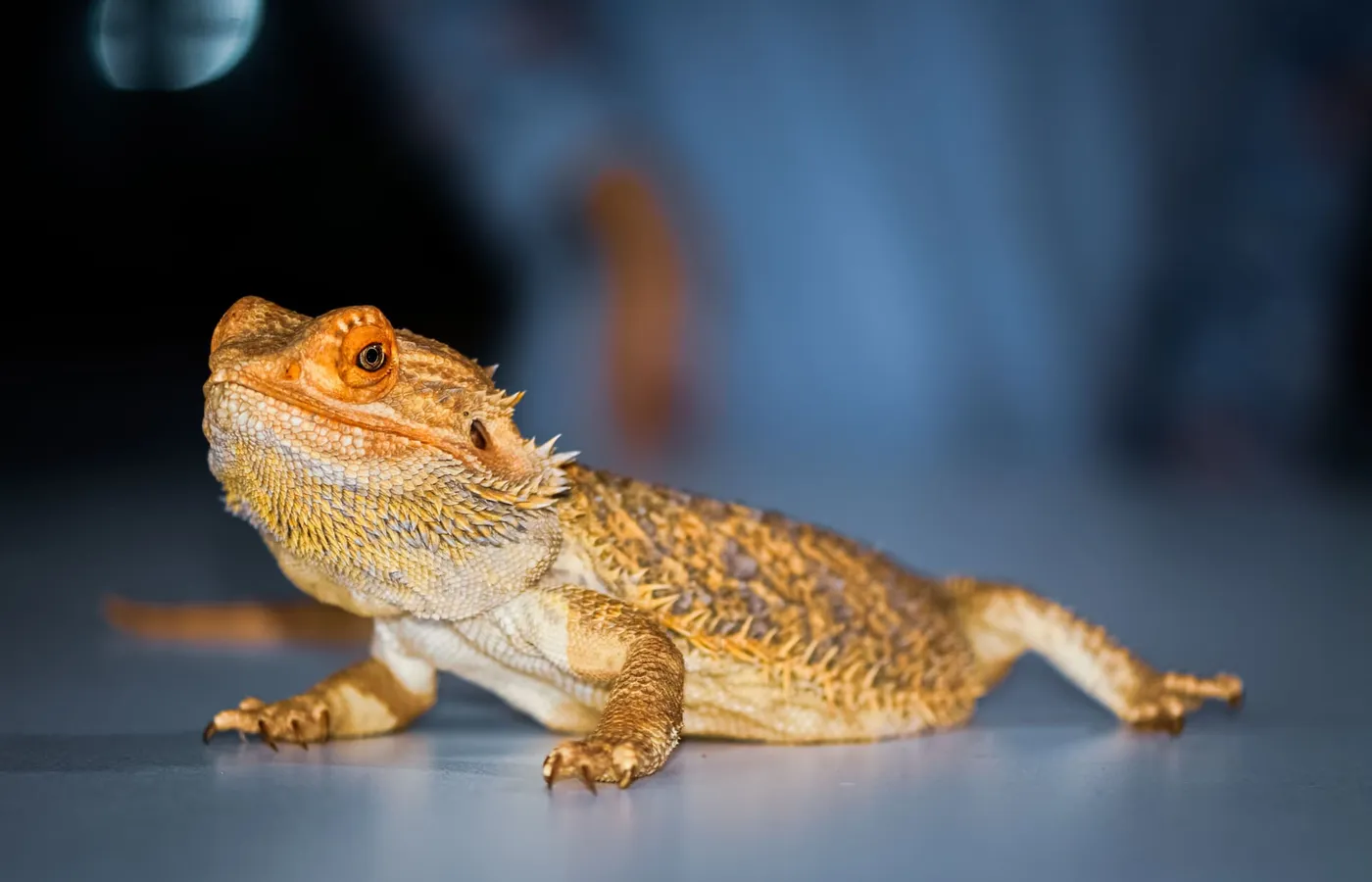 A bearded dragon standing on a smooth grey surface with its head raised, against a softly blurred background